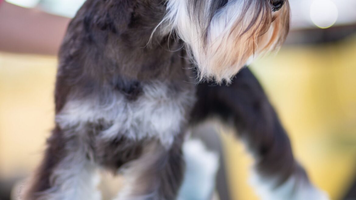Best Dog Grooming Styles for Hot Georgia Summer