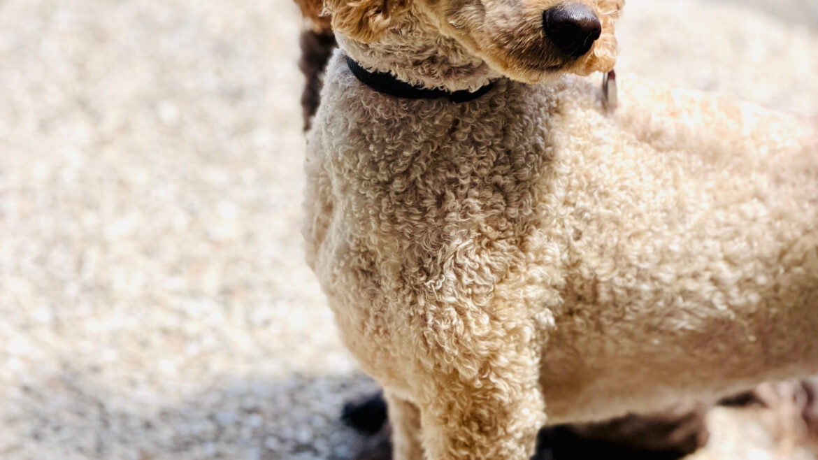 Where to Board Your Big Dog in Johns Creek — A Guide for Large Breed Owners