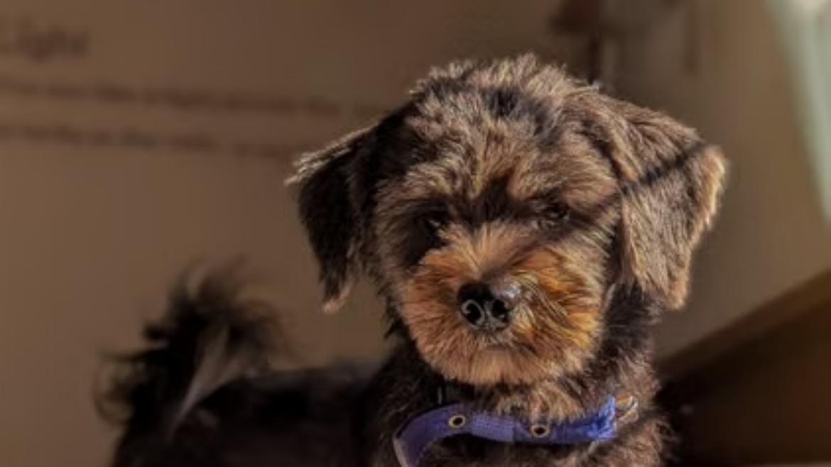 Puppy Socialization Windows: What Windward & Johns Creek Parents Need to Know Before 16 Weeks