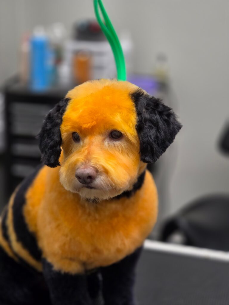 Dog groomer in Johns Creek