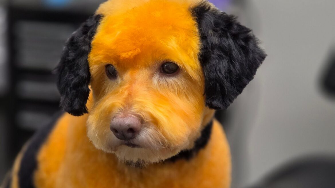 5 Signs Your Dog’s Coat Is Begging for a Professional Groom in Johns Creek