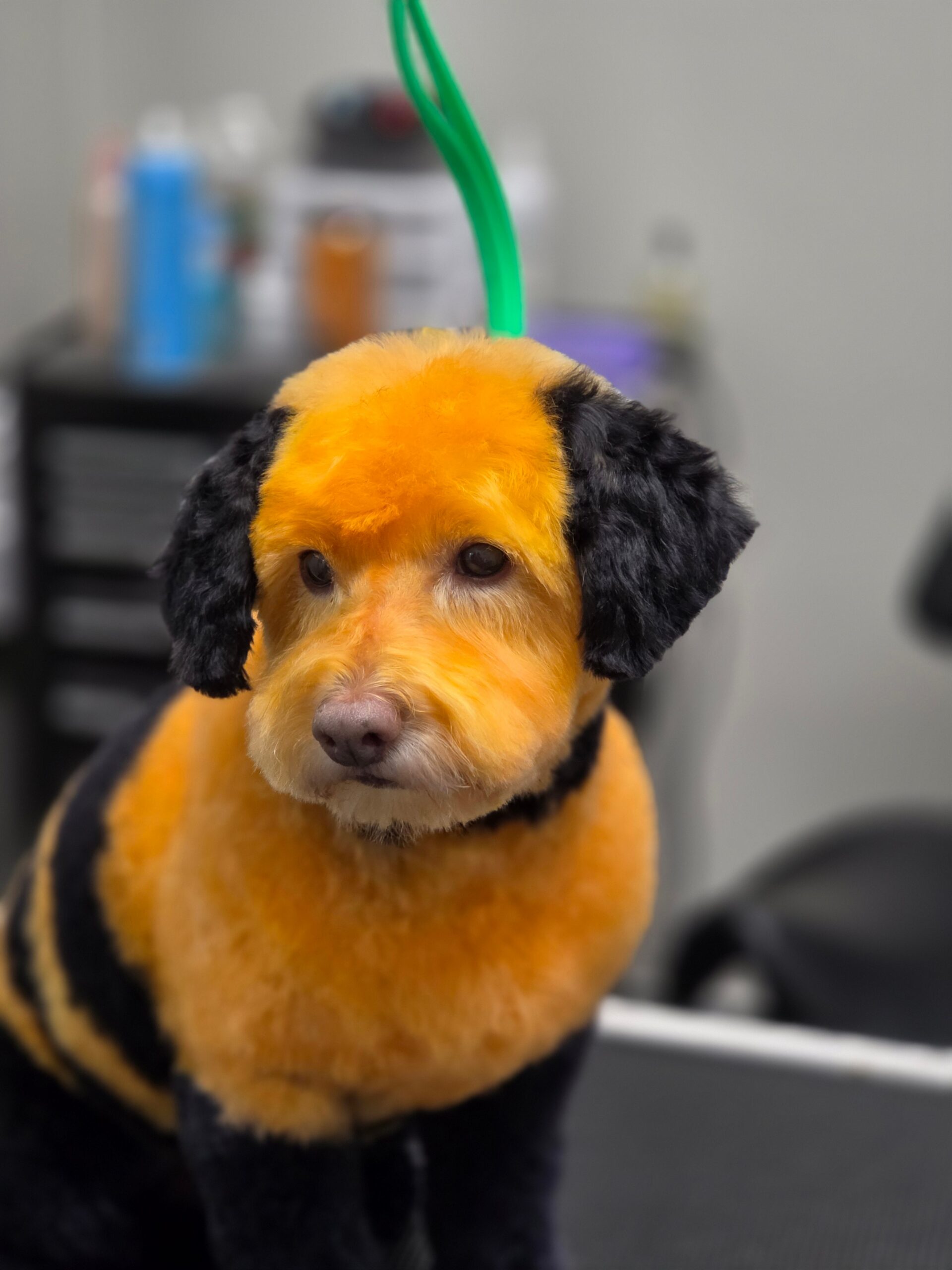 5 Signs Your Dog’s Coat Is Begging for a Professional Groom in Johns Creek