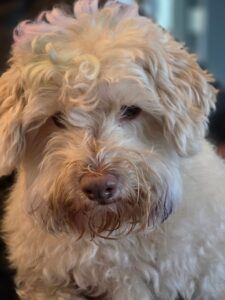 professional dog groomer in Johns Creek