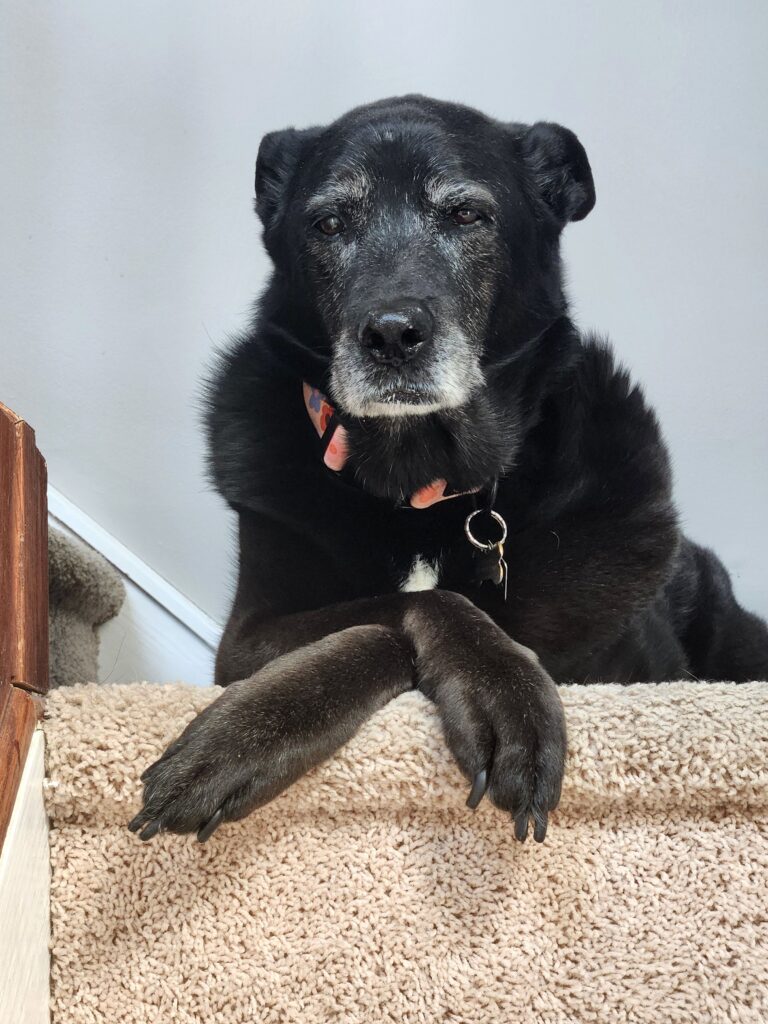 senior dog grooming