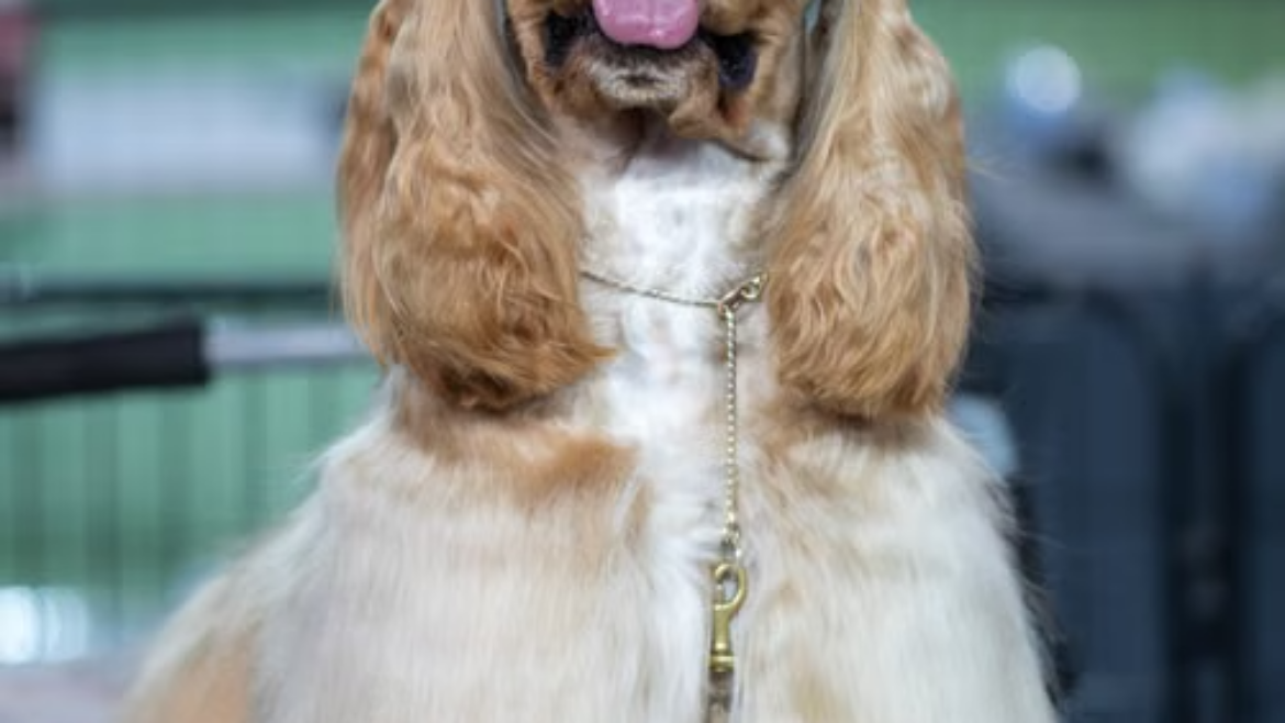 How Professional Groomers in Johns Creek Handle Nervous or Difficult Dogs
