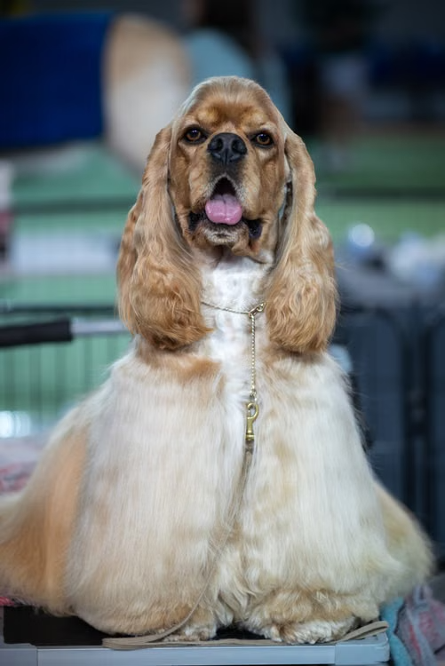 Best dog grooming in Johns Creek