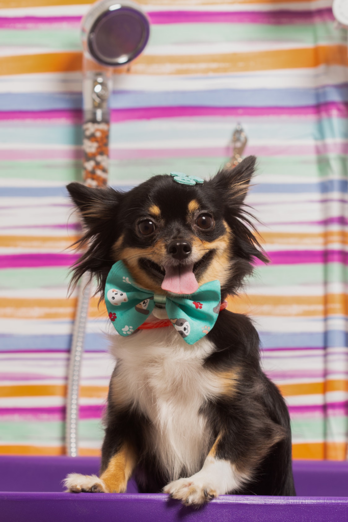 Coat Care Tips for Johns Creek Dogs