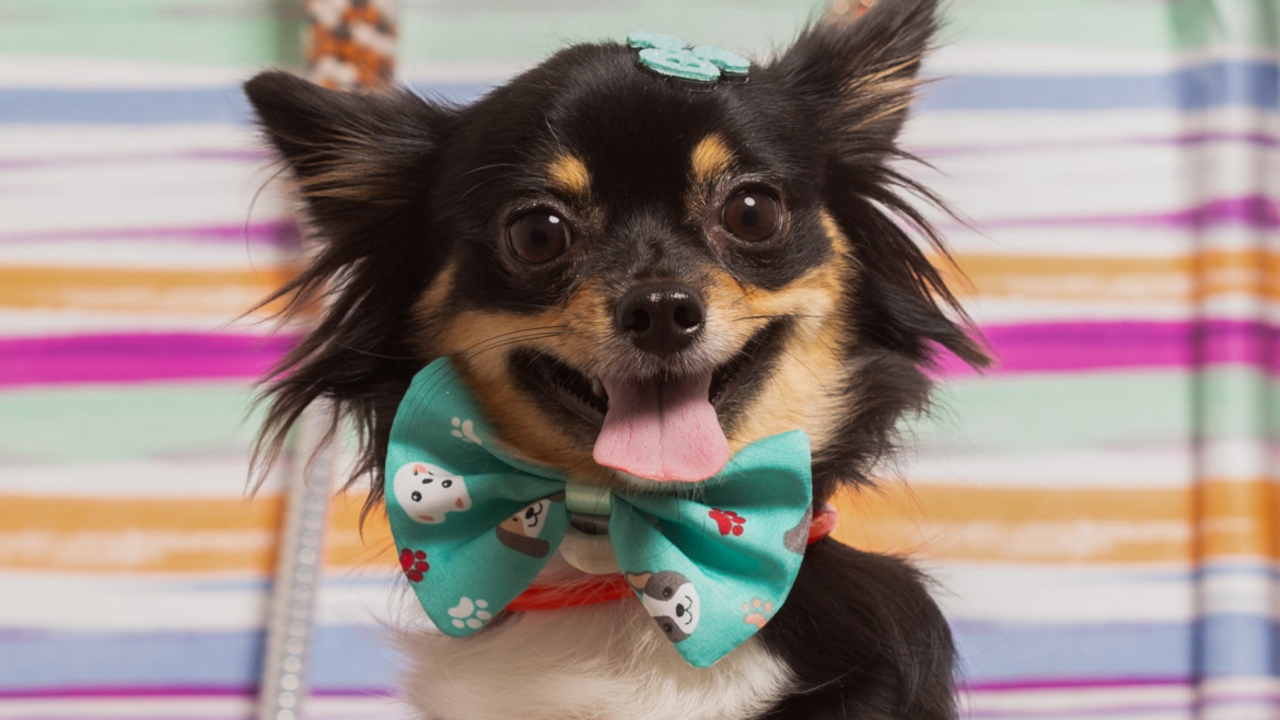 Why Do Dogs Shed? Coat Care Tips for Johns Creek Dogs