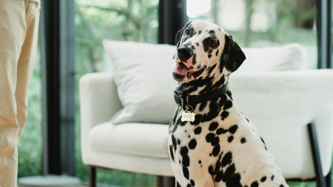 Separation Anxiety in Dogs: Signs, Causes and a Real Training Plan