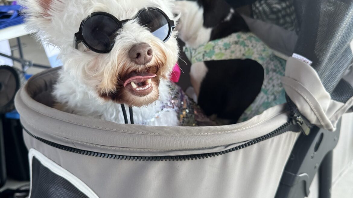 What Makes The Happy Dog Hotel in Johns Creek Special?