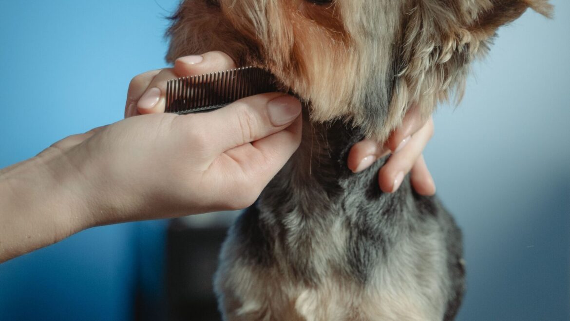 Professional Dog Grooming for Busy Johns Creek Families